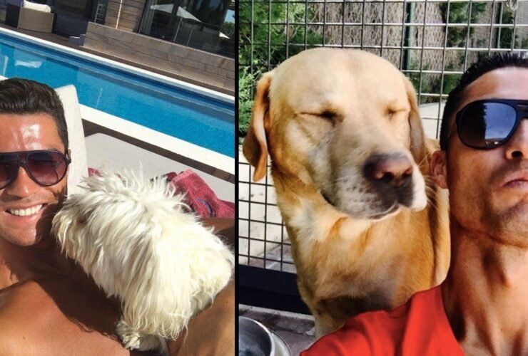 cristiano ronaldo animaux